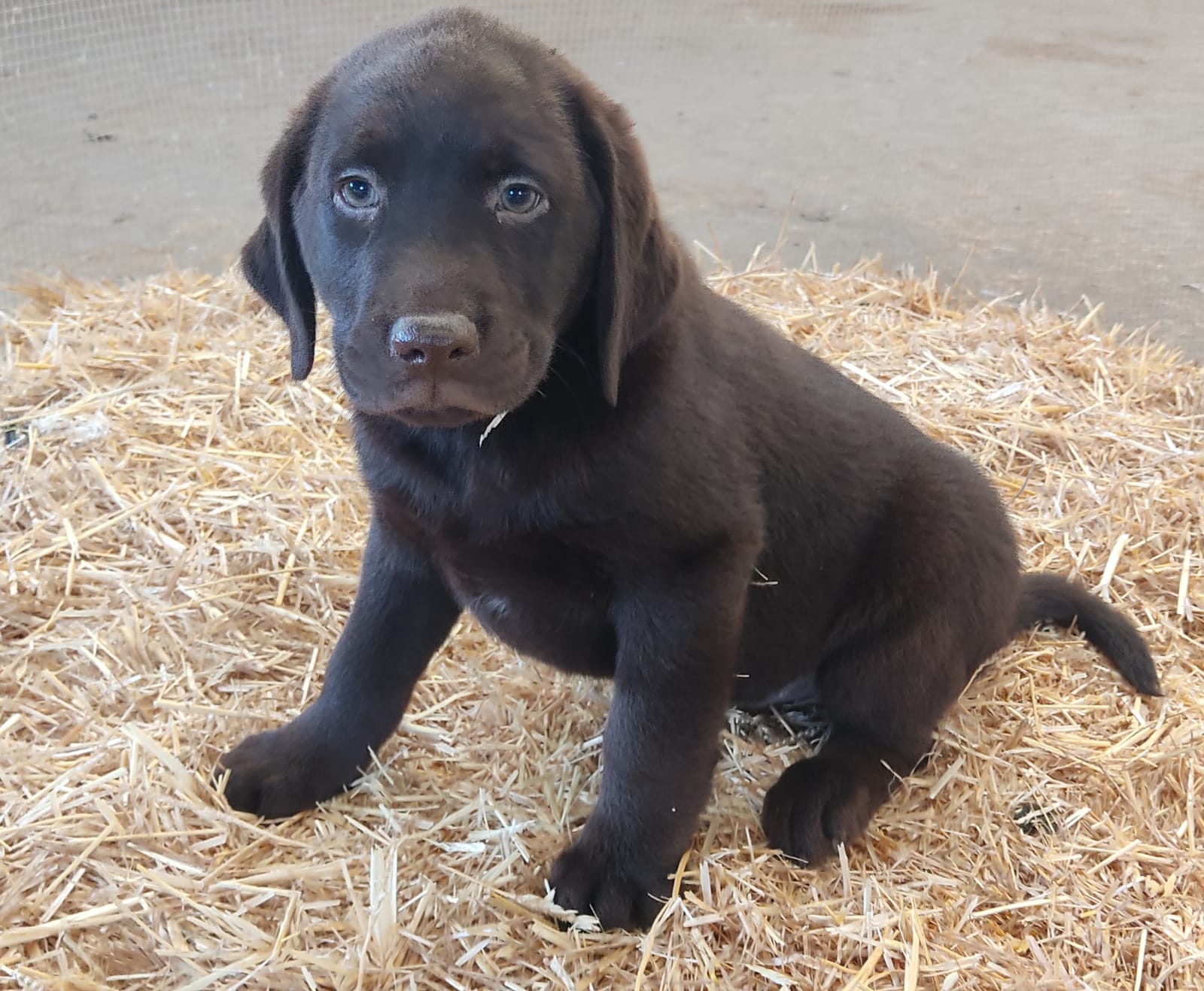 Cachorros Labrador