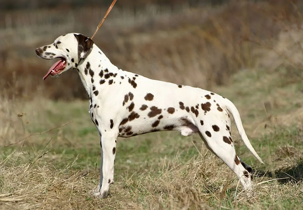 Dalmata