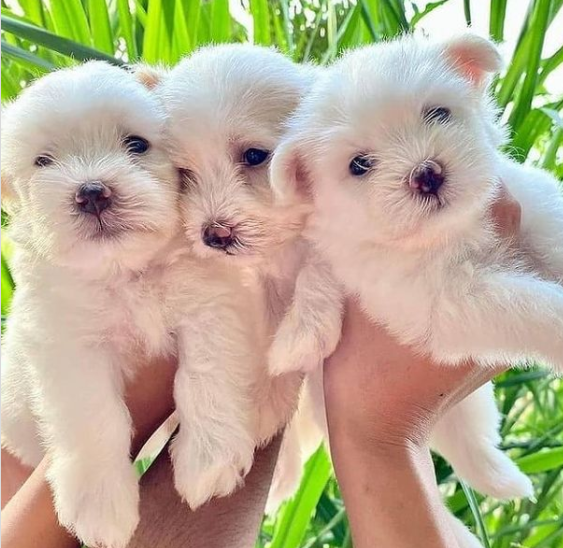 REGALO Cachorros de Bichon Maltes Mini Toy Para Adopcion