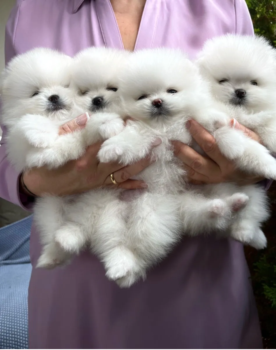 Cachorros de Pomerania Spitz