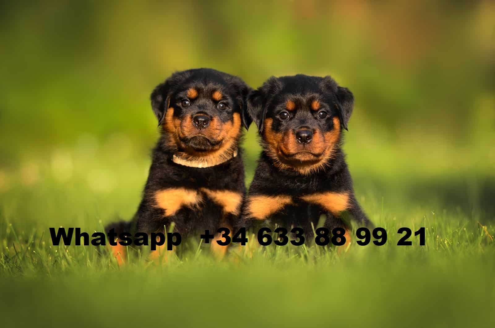 R Regalo Cachorros De Rottweiler hembra y macho