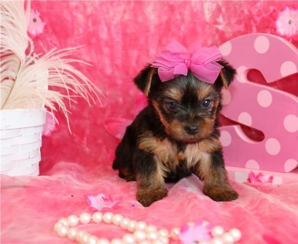 Regalo Cachorros Yorkshire Terrier Mini Toy