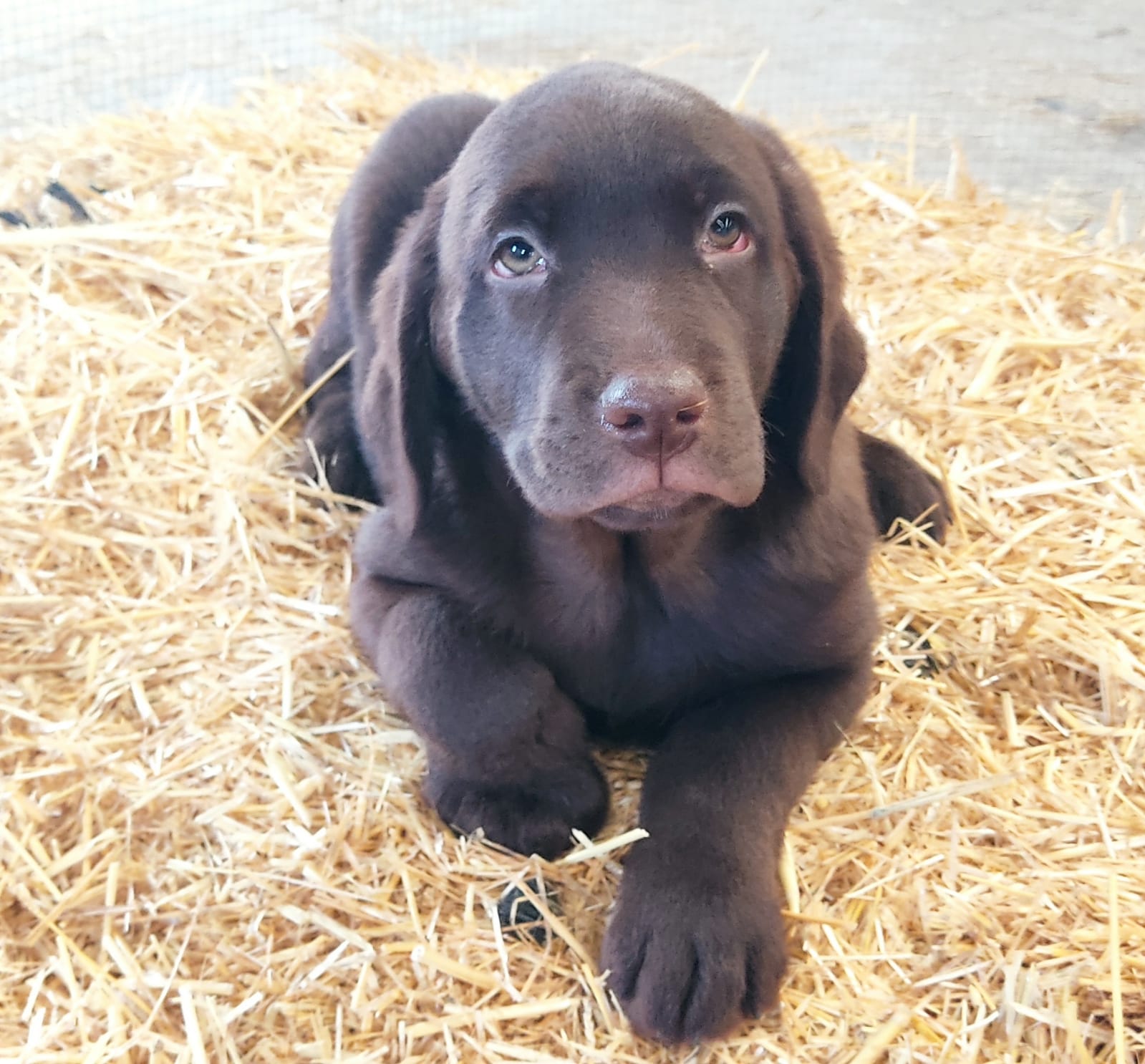 Cachorros Labrador