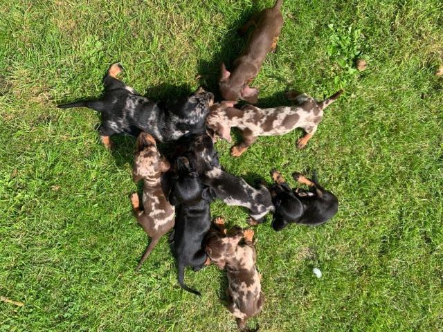 Cachorritos de raza teckel miniatura pelo corto