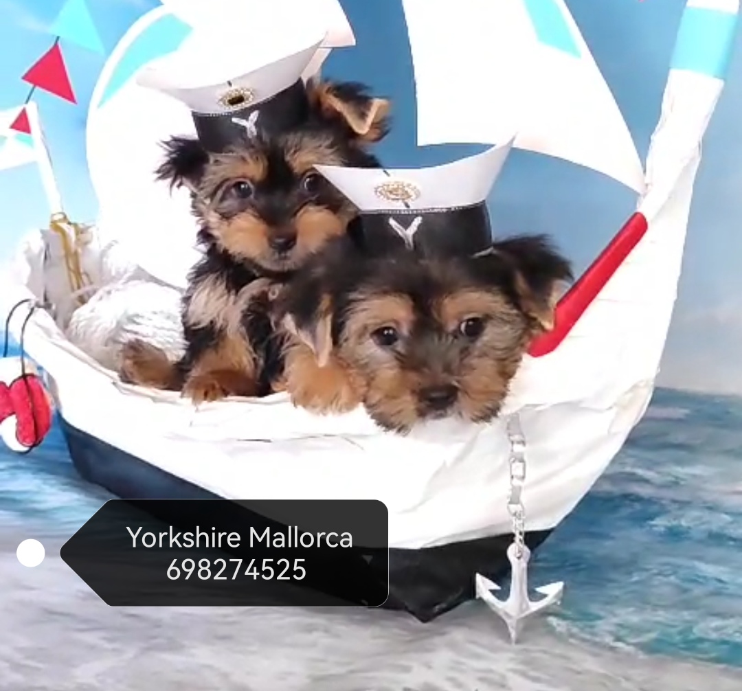 Yorkshire cachorros Mallorca 698274525