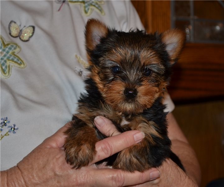 Cachorros Yorkie machos y hembras