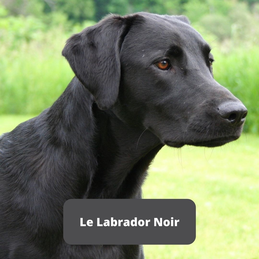 Labrador negro 8 meses
