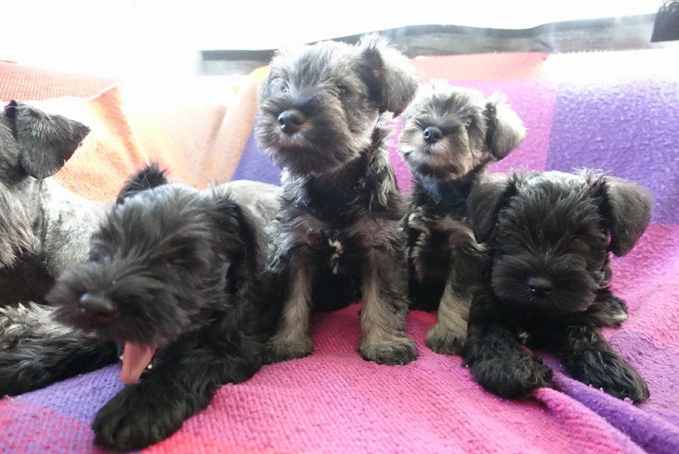 Preciosos cachorritos de schnauzer miniatura
