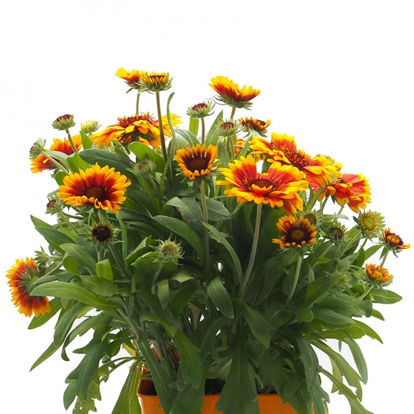 GAILLARDIA