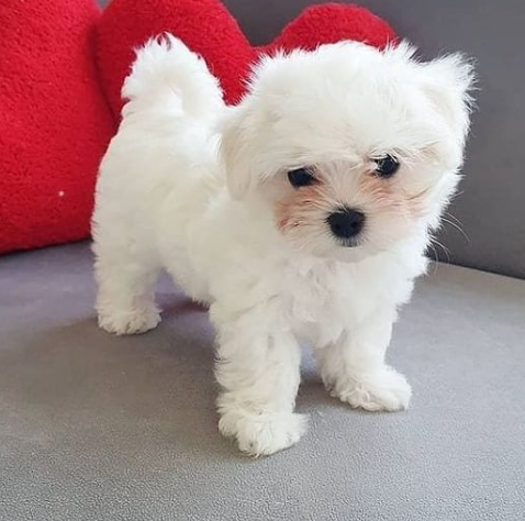 REGALO Cachorros de Bichon Maltes Mini Toy Para Adopcion