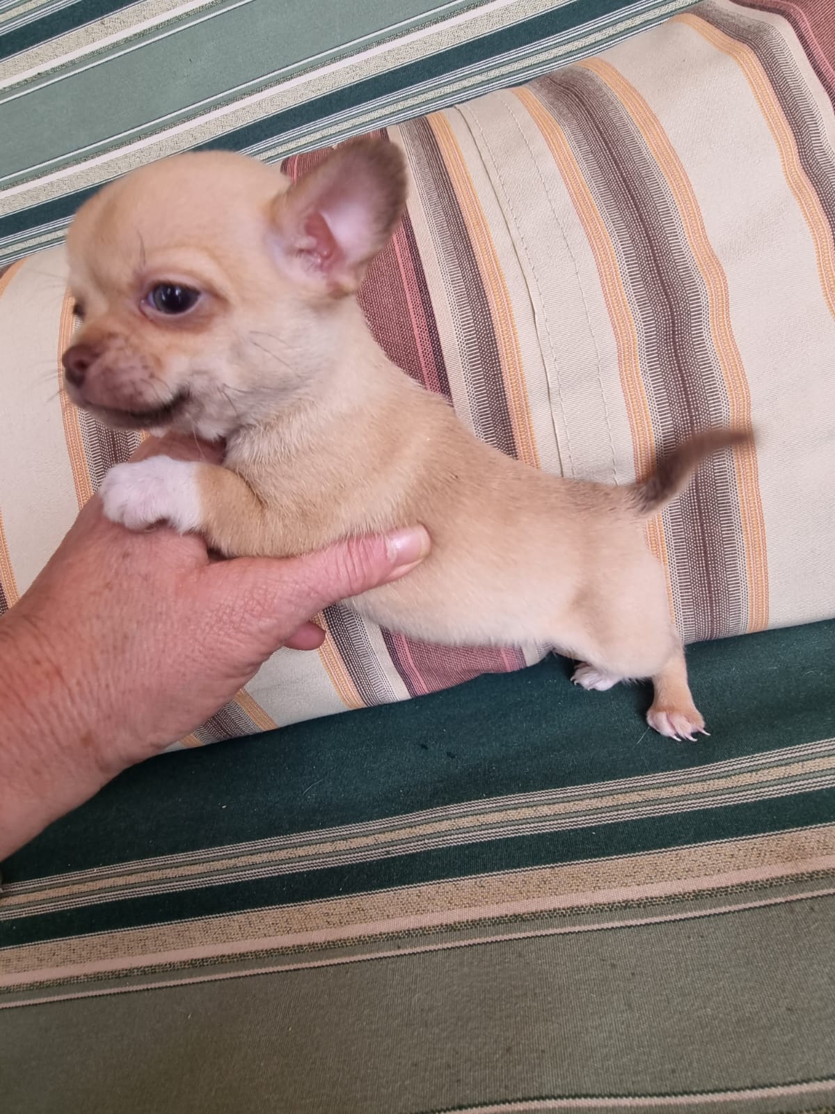 Chihuahuas minitoy