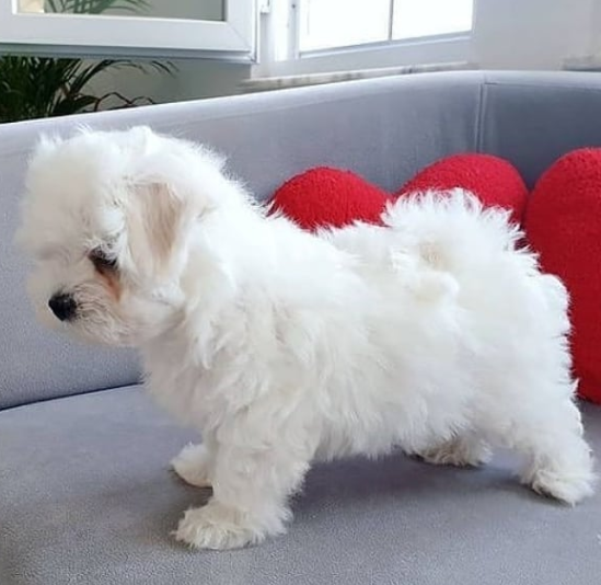 REGALO Cachorros de Bichon Maltes Mini Toy Para Adopcion