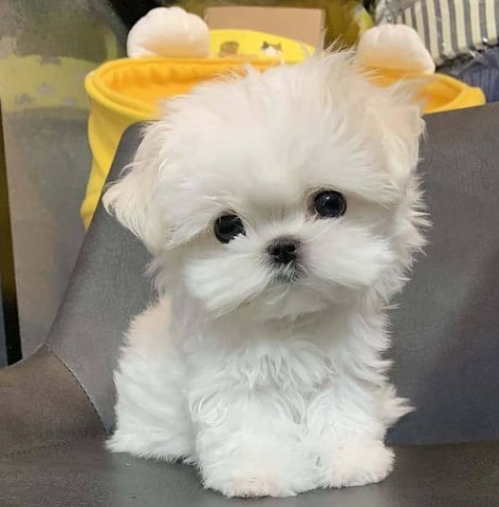 REGALO Cachorros de Bichon Maltes Mini Toy Para Adopcion