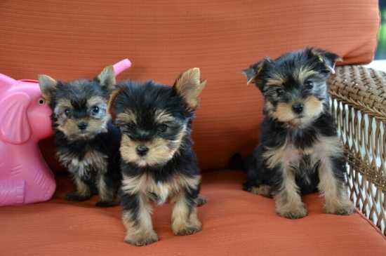 Cachorros Yorkie machos y hembras