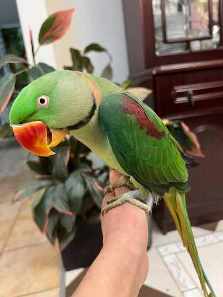Polluelos y huevos fértiles de avestruz, guacamayo, loro gris africano, cacatúa, amazona y loro eclectus en venta.