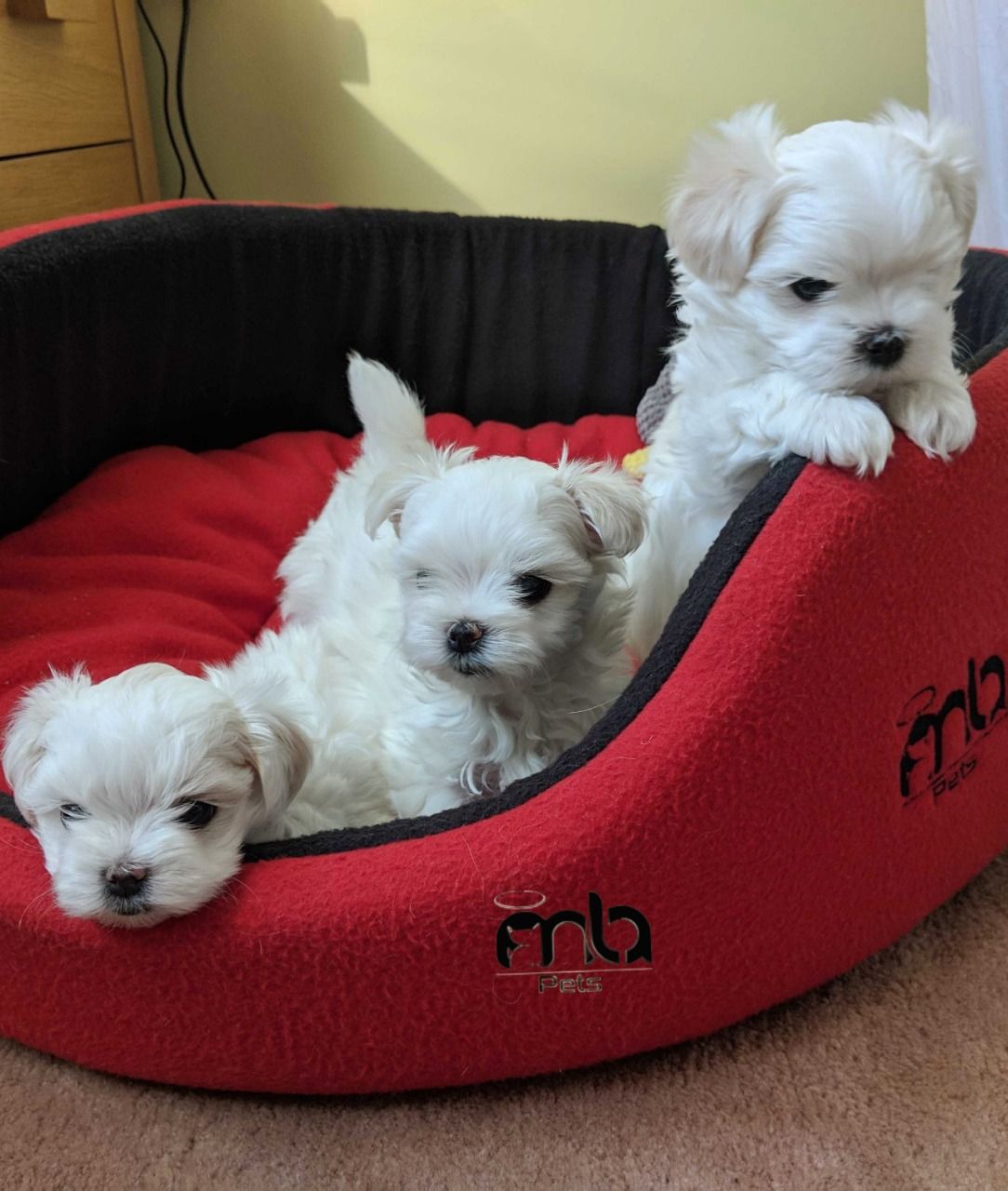 Cachorritos de bichon maltes toy pura raza