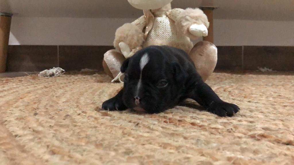 Camada de bulldog francés en Murcia