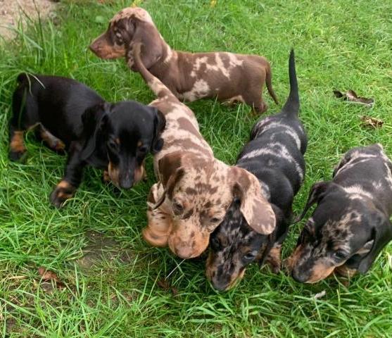 Cachorritos de raza teckel miniatura pelo corto