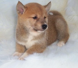 Regalo cachorros Shiba Inu Listo para adopcion