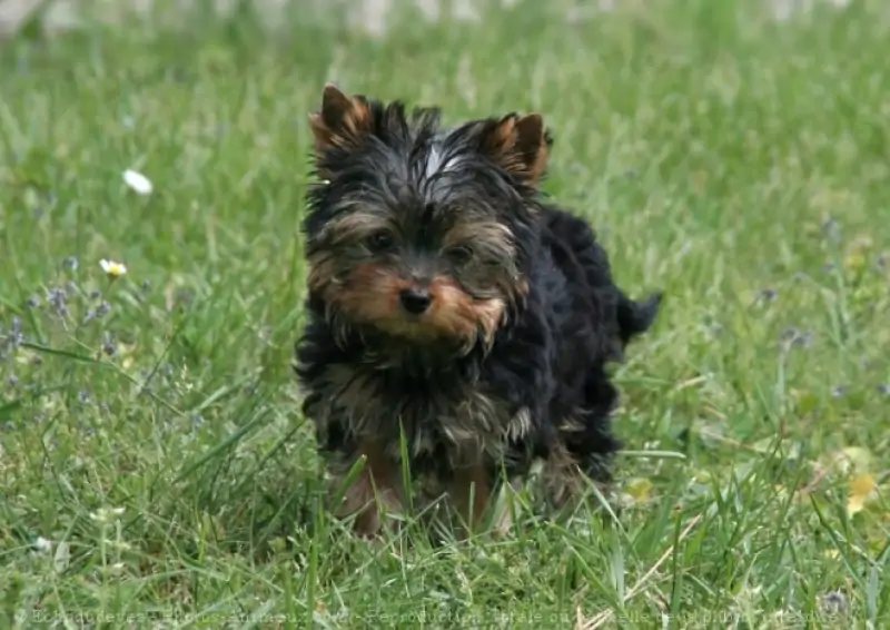 Yorkshire Terrier