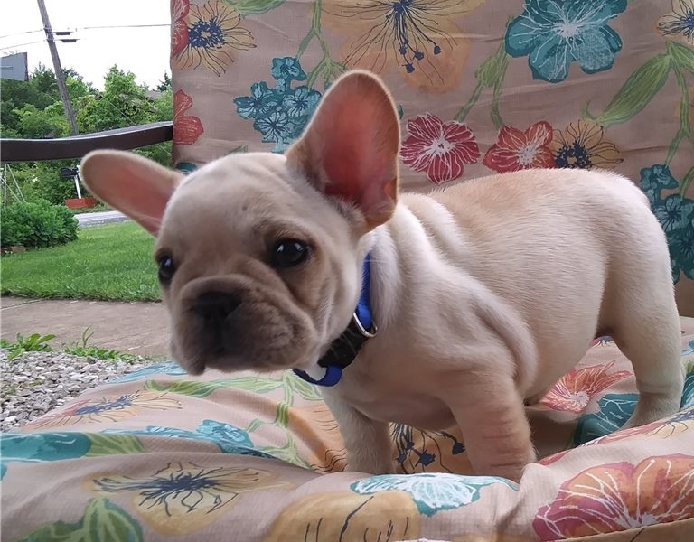 LINDOS CACHORROS BULLDOG FRANCES DISPONIBLES