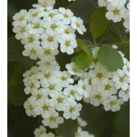 Spirea