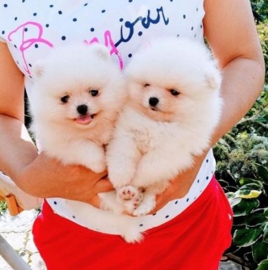 cachorros Pomerania toy disponables para regalo