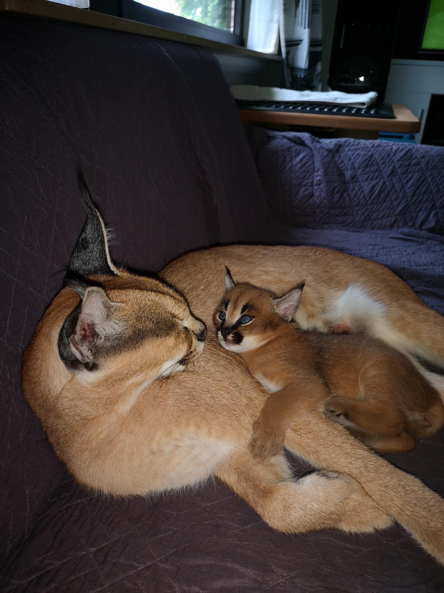 sabana con gatitos caracales