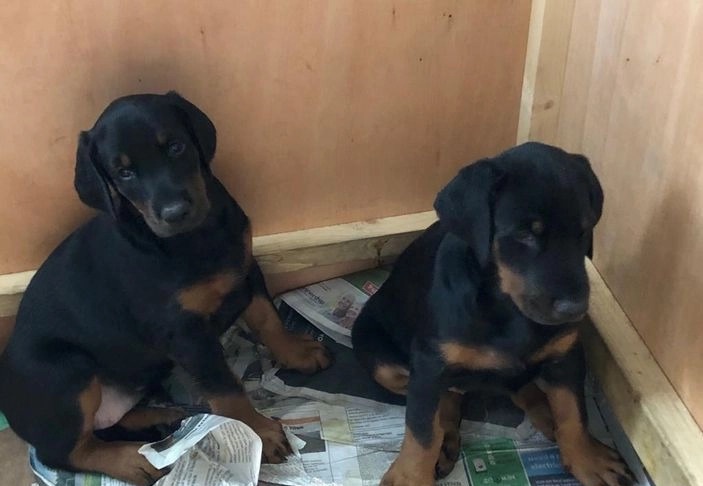 CAMADA DOBERMANN PARA ADOPCION(+34611232161)