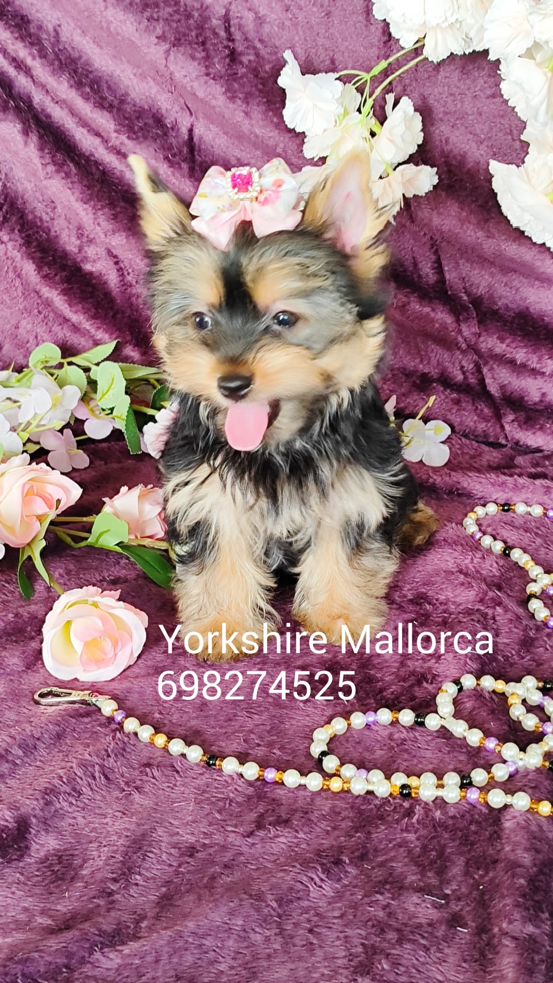 Yorkshire cachorros Mallorca 698274525