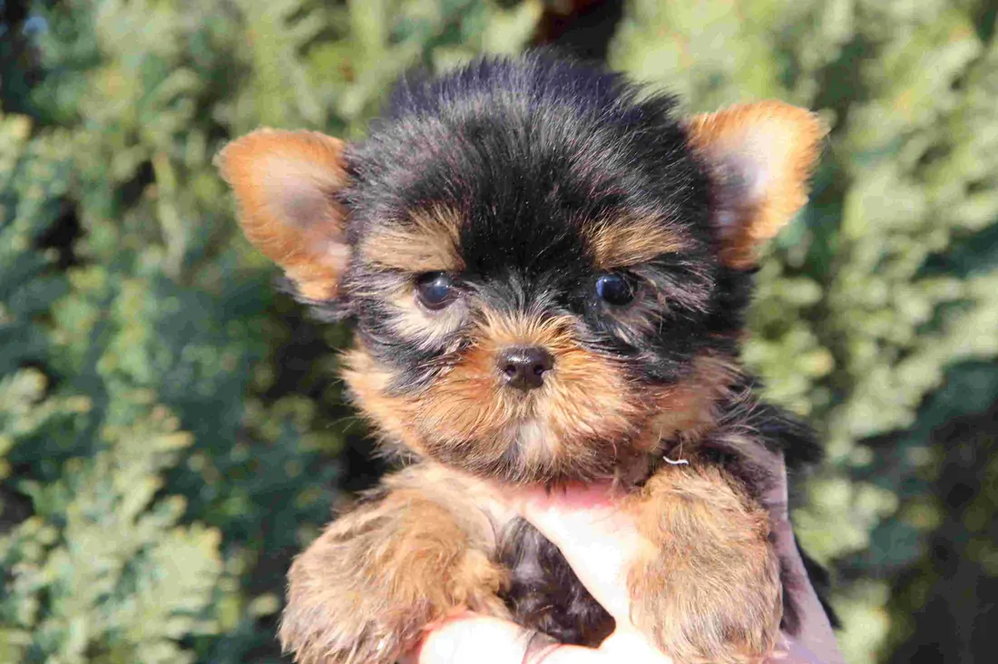 Yorkshire Terrier