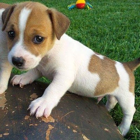 CAMADA DE JACK RUSSELL TERRIER ESPECTACULAR