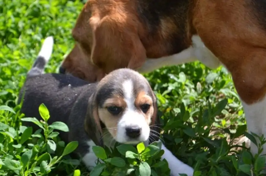 Beagle Inglés