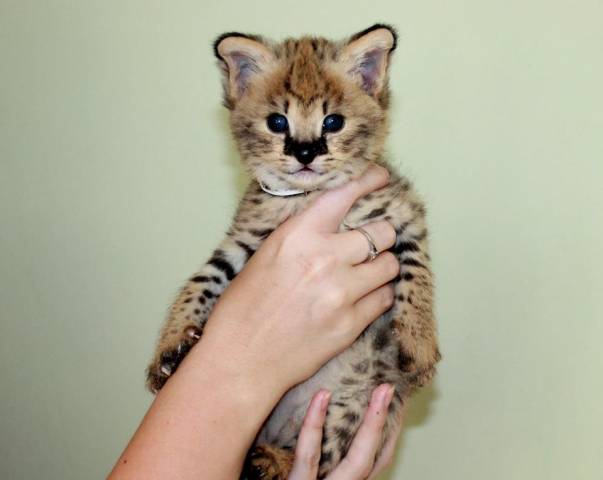 Gatitos sabana serval y caracal de 4 semanas.