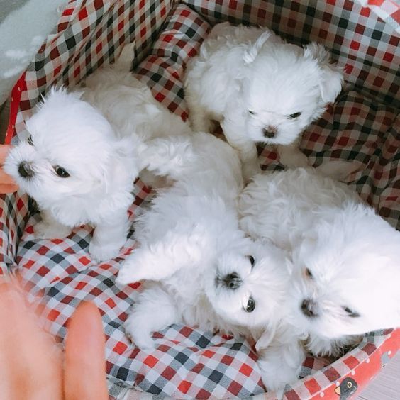 Estupendos cachorritos de bichon maltes toy