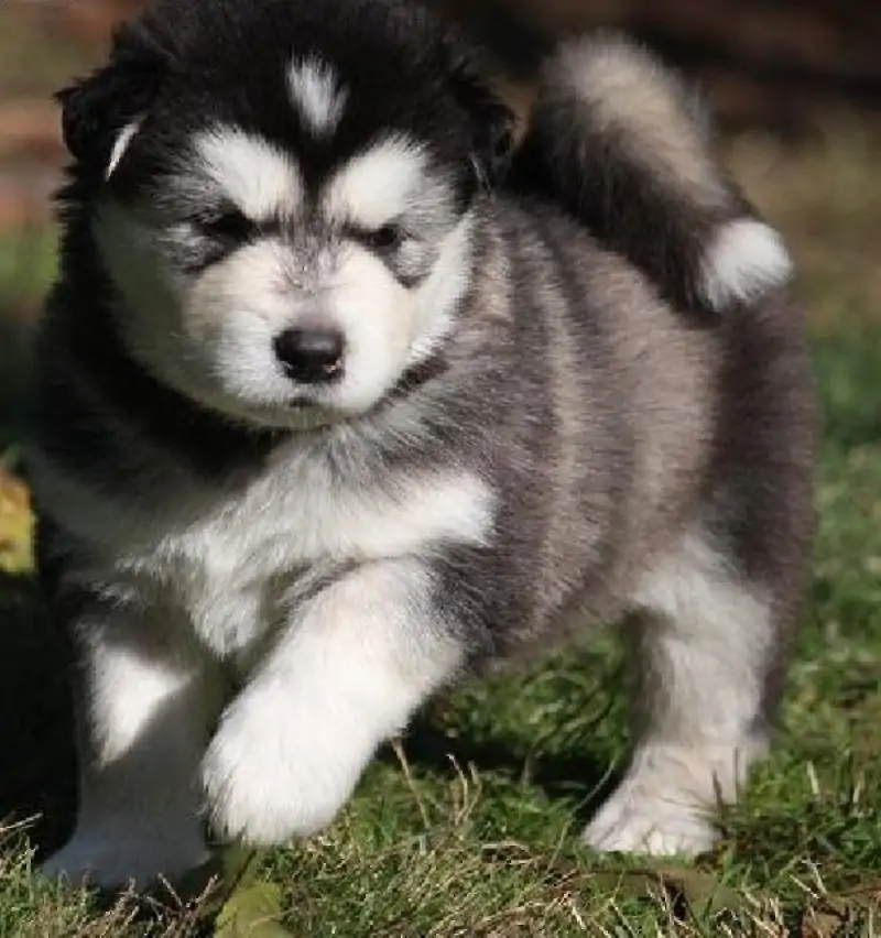 Alaskan Malamute