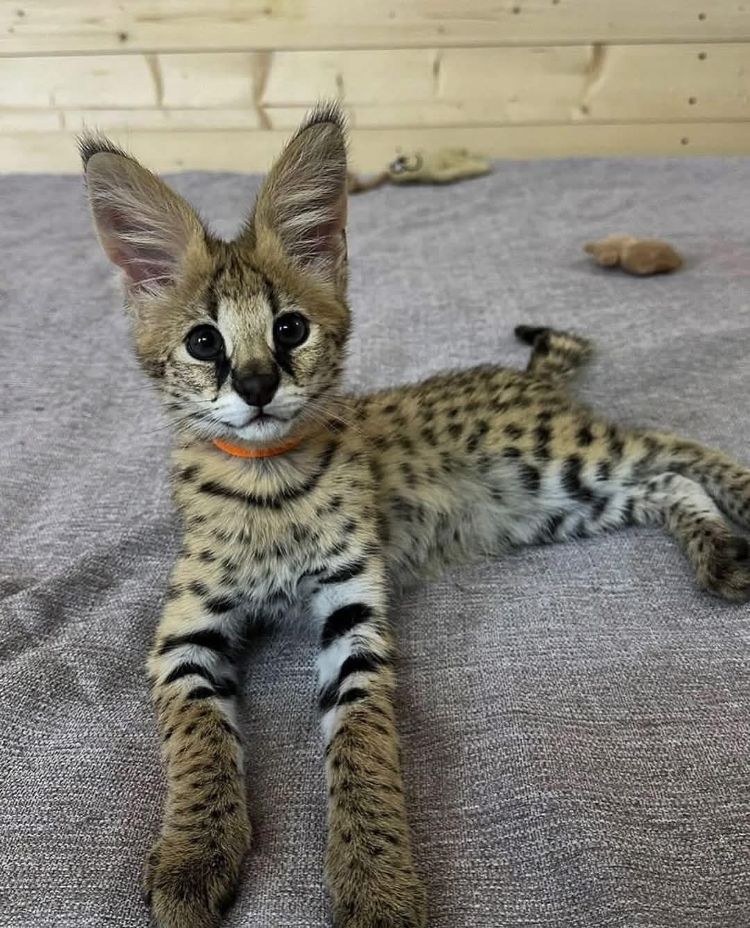 sabana con gatitos caracales