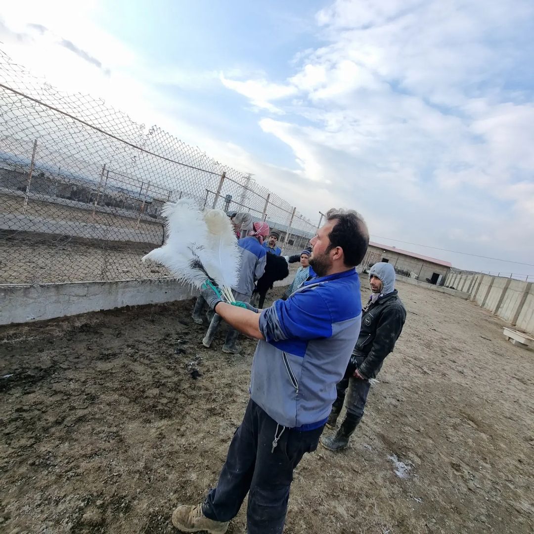 Vendemos polluelos de avestruz sanos, emúes, pavos reales, huevos fértiles de avestruz y plumas de avestruz.