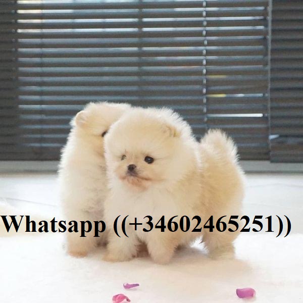 HERMOSA LULU POMERANIA CACHORROS TOY REGALO((+34602465251))