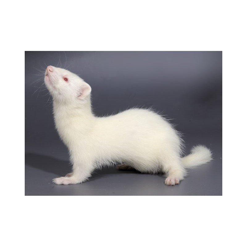 HURÓN ALBINO BABY ( MUSTELA PUTORIUS FURO )