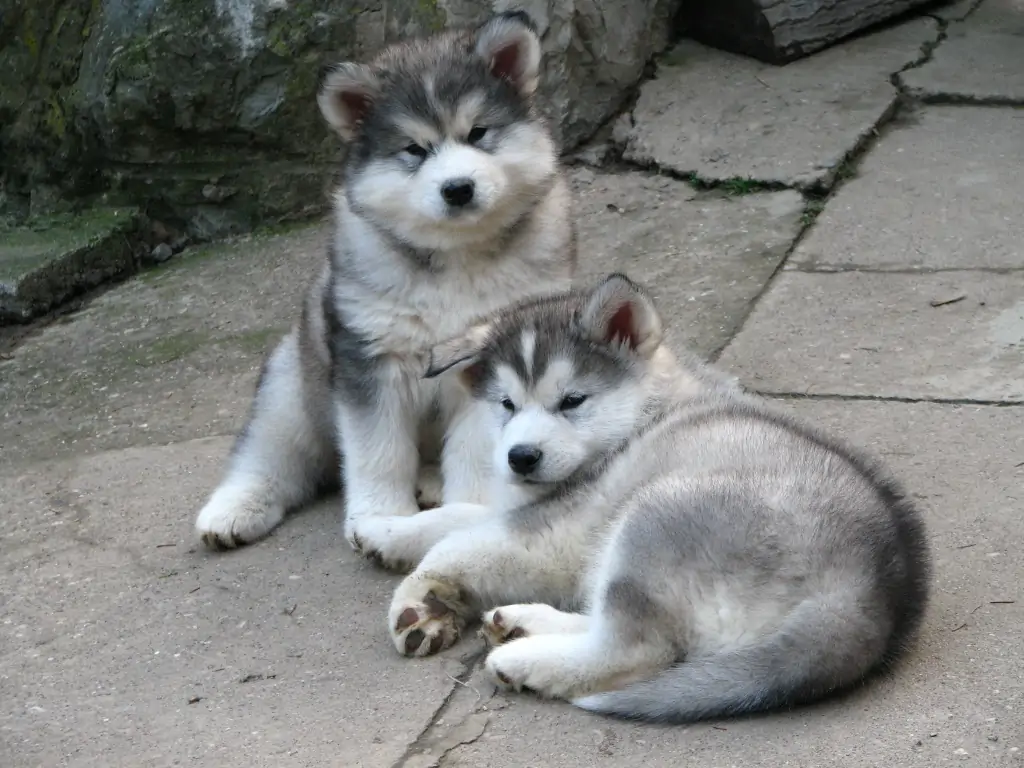 Alaskan Malamute