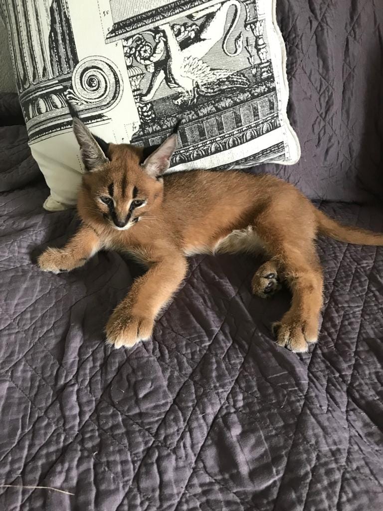 Gatitos sabana serval y caracal de 4 semanas.