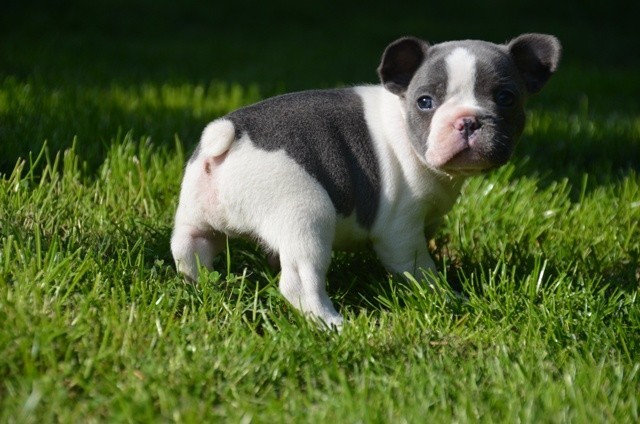 Criadero para cachorros de bulldog francés para