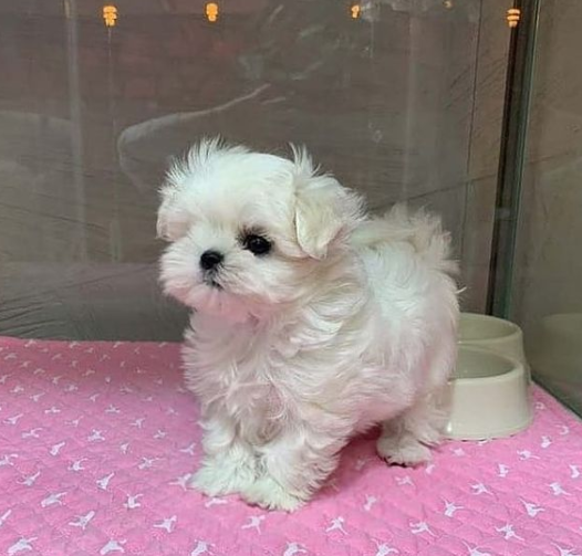 REGALO Cachorros de Bichon Maltes Mini Toy Para Adopcion