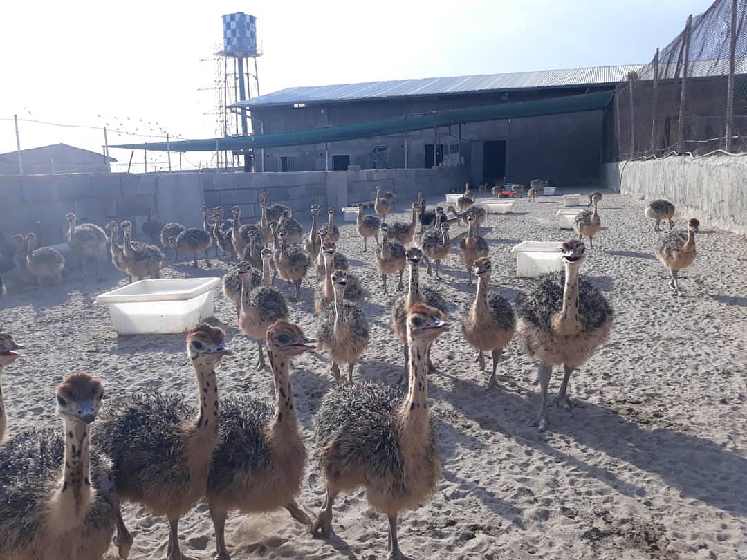 Vendemos polluelos de avestruz sanos, emúes, pavos reales, huevos fértiles de avestruz y plumas de avestruz.