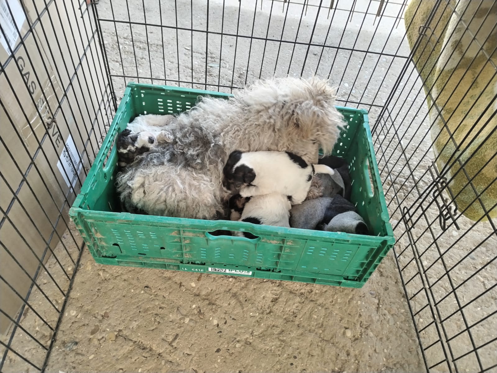 Cachorros Fox Terrier