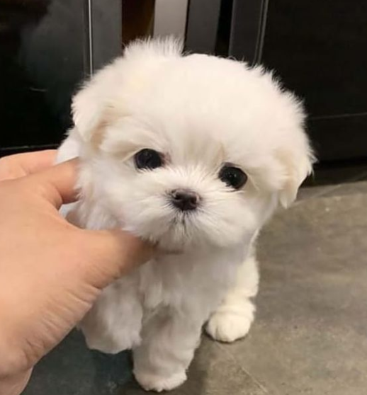 REGALO Cachorros de Bichon Maltes Mini Toy Para Adopcion