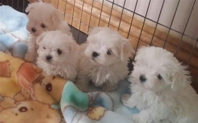 Estupendos cachorritos de bichon maltes toy