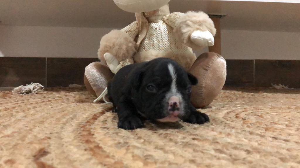 Camada de bulldog francés en Murcia