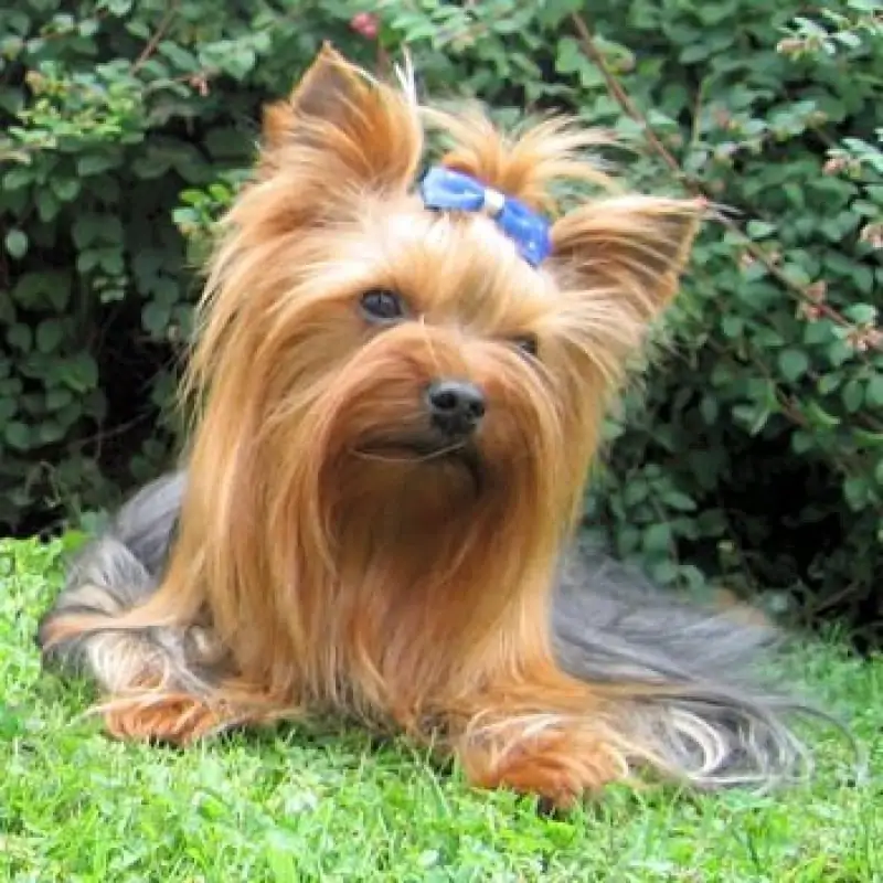 Yorkshire Terrier